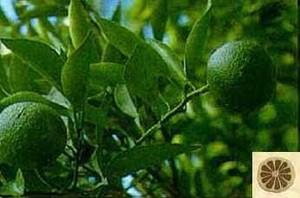 Wholesale citrus extract: Citrus Aurantium Extract