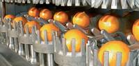 Citrus Fruit Process Plant/Machinery