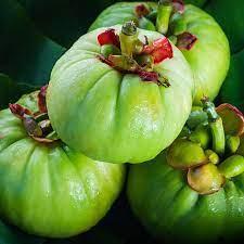 Wholesale herbal products: Garcinia Cambogia Extract