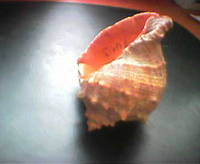Top shell