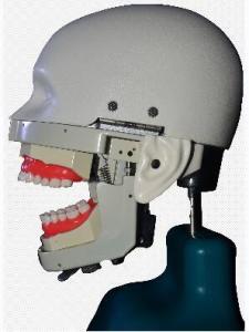 Wholesale phantom head: Dental Educational System Phantom Head