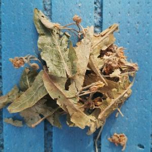 Wholesale herbal medicines: Dried Tilia Cordata Linden Flower Herbal Tea