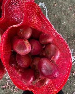 Wholesale pp bags: Red Onion