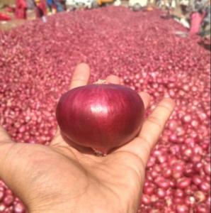 Wholesale red: Red Onion
