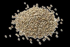 Wholesale love: Pearl Millet - with Love From India