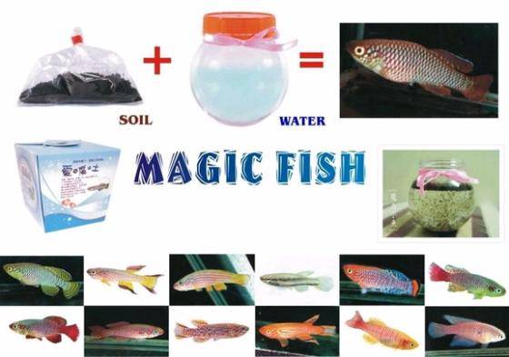 Magic Angel fish Egg soil Hatching earth Real fish Pet Biology Educati –  Hackett Inc317