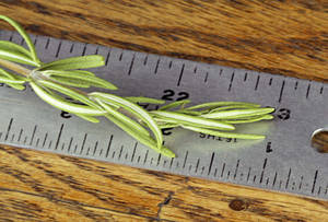 Wholesale shorts: New Crop Rosemary Leaf