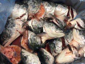 Wholesale fish: Frozen Salmon Fish Heads