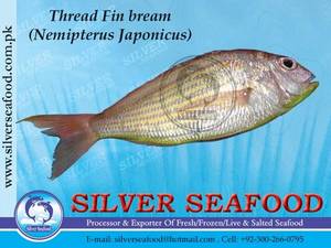 Wholesale seabream: Threadfin Bream Wholesale seabream: Threadfin Bream