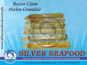 Wholesale clam: Razor Clam,Solen Grandis