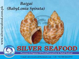 Wholesale Shellfish: Baigai,Top Shell,Babylonia Spirata