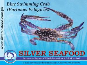 Wholesale sea crab: Blue Swimming Crab,Portunus Pelagicus