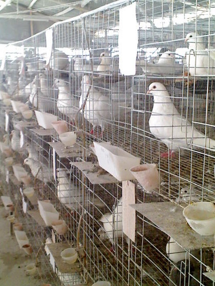 buy pigeon cage