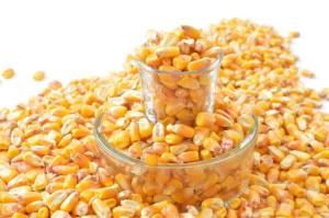 Wholesale yellow corn: Maize