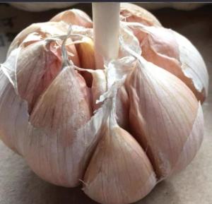 Wholesale food packaging: Dried Garlic