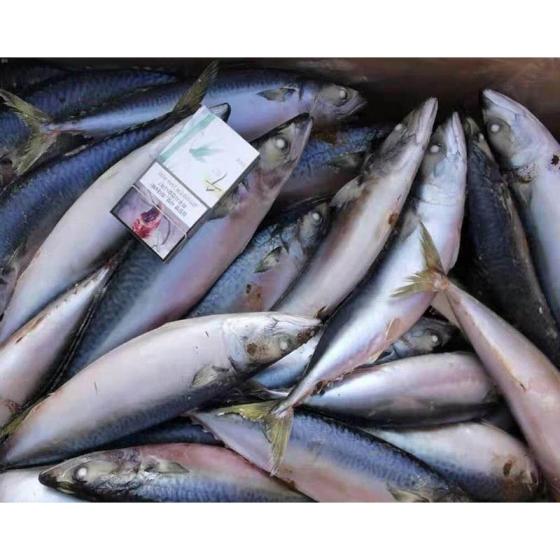 Huiyang Seafood High Protein Frozen Raw Fresh Fish Mackerel