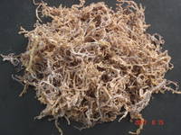 Buy Agar Material