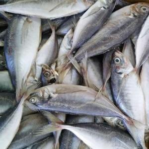 Wholesale doc: New Light Catching Good Quality Frozen Horse Mackerel Fish From Norway