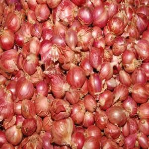 Wholesale bulb: Sambar Onion