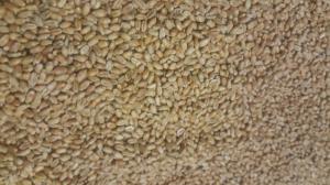 Wholesale 13kg: Wheat