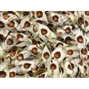 Wholesale purification: Moringa Seeds with Wings