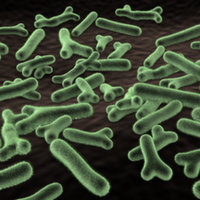 Bifidobacterium Animalis - Bifidobacterium Lactis(id:9631868) Product ...
