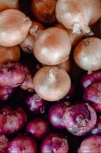Wholesale Fresh Vegetables: Onions