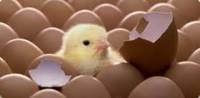 Wholesale business: Hatching Eggs/Fresh Table Eggs