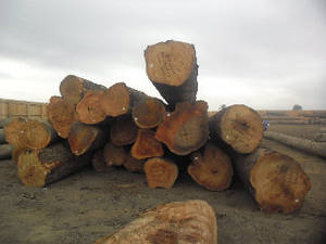 Wholesale kosso: Hard Wood