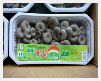 Oyster Mushrooms