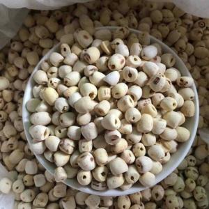 Wholesale seeds: Dried Lotus Seed WhatsApp:+84 901 022 641