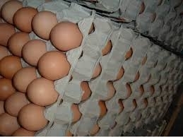 Wholesale Dairy: Broiler Hatching Chicken Eggs/Grade AAA Chicken Eggs