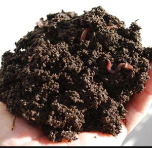 Wholesale Organic Fertilizer: Organic Earthworms Vermicompost Fertilizer