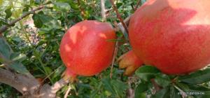 Wholesale fruit plastic box: Fresh Pomegranate