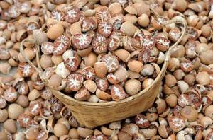 Wholesale nuts for sale: Areca Nuts for Sale