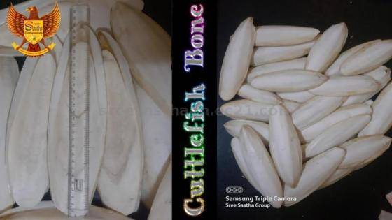 Sell Cuttlefish Bone Export from India