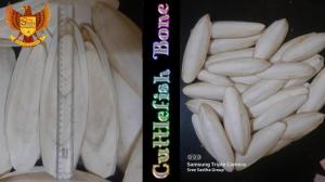 Wholesale document: Cuttlefish Bone(Un-trimmed and Sun-dried)