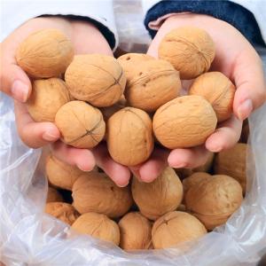 Wholesale Walnuts: SRnaturalfood Original Raw Walnuts in Paper Shell Fresh Unbroken Walnuts