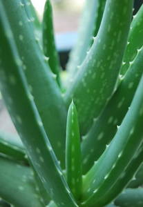 Wholesale f: Aloe-emodin A Present in Aloe Vera Leaves