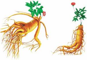 Wholesale p: Ginseng Extract