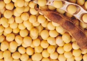 Wholesale soy isoflavones: Soybean Extract