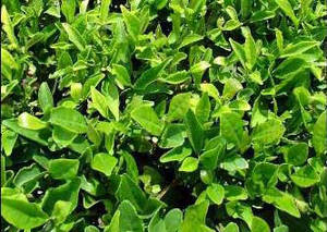 Wholesale Plant Extract: Dihydromyricetin DMY 25-98%,Vine Tea Extract,