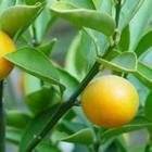 Wholesale citrus extract: Neohesperidin;Hesperidin,Citrus Aurantium Extract