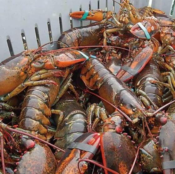 Sell Whole Lobsters with Fast Delivery