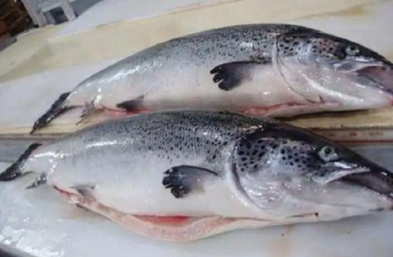 Sell Norwegian Atlantic Wholesale Fresh Fish Pink Salmon 