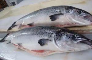 Wholesale fish: Norwegian Atlantic Wholesale Fillet Whole Round Fresh Frozen Fish Pink Salmon From Norway