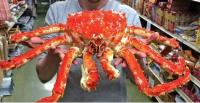 Wholesale Fresh Red King Crab Fresh Frozen Live Red King Crabs Soft Shell Crabs