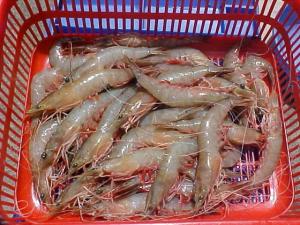 Wholesale baby product: Frozen Raw Shrimp / Frozen Jumbo Shrimp / Frozen Seafood