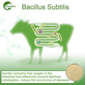 Wholesale g: Bacillus Subtilis