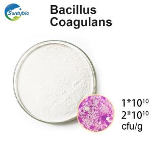 Wholesale u: Bacillus Coagulans